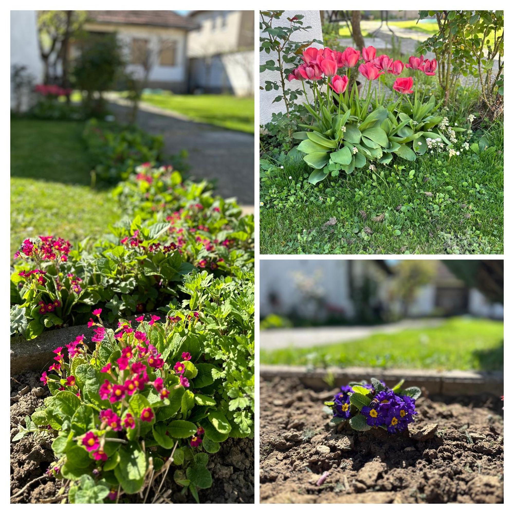Garden Guesthouse Gjakova Zewnętrze zdjęcie