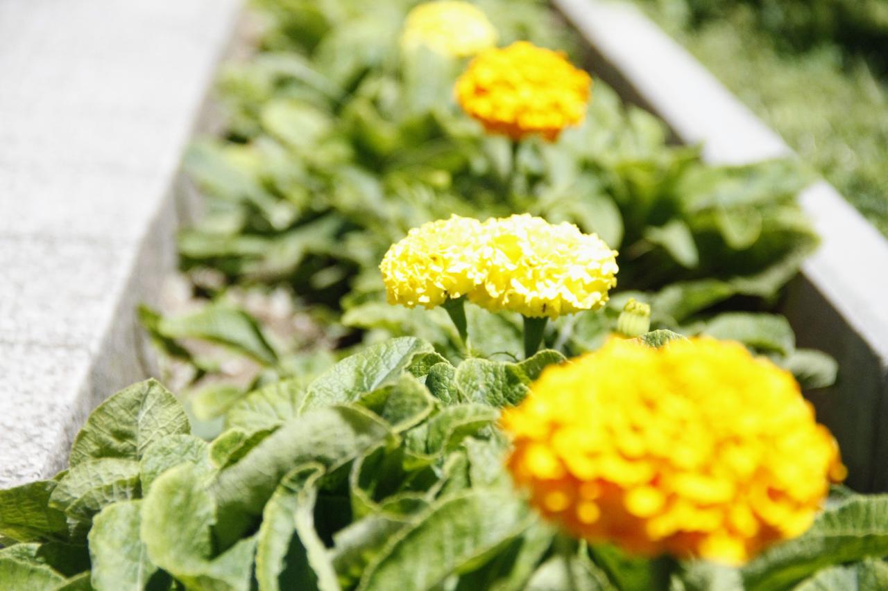 Garden Guesthouse Gjakova Zewnętrze zdjęcie